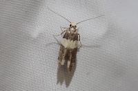 Recurvaria leucatella