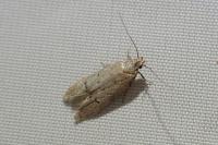 Teleiodes vulgella