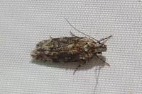 Carpatolechia fugacella