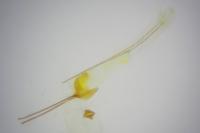 Carpatolechia fugacella