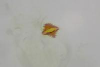 Carpatolechia fugacella