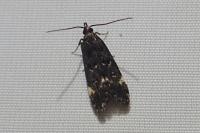 Dichomeris alacella