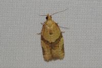 Clepsis consimilana