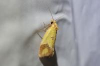 Agapeta zoegana