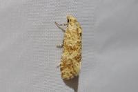 Aethes margarotana