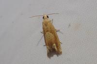 Eucosma conterminana