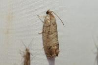 Cydia pomonella