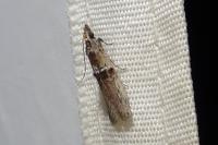 Nephopterix angustella