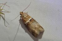 Acrobasis tumidana