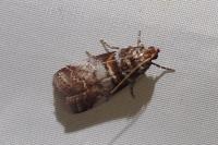 Acrobasis advenella