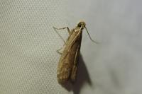 Eccopisa effractella