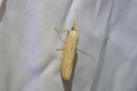 Ematheudes punctella