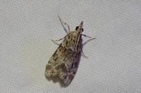 Eudonia mercurella
