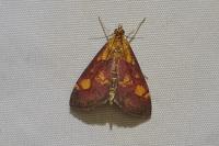 Pyrausta aurata