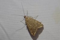 Loxostege sticticalis