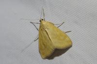 Sitochroa verticalis