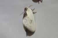 Cilix glaucata