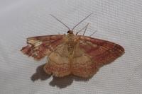 Scopula rubiginata