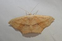 Scopula imitaria