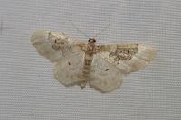 Idaea rusticata