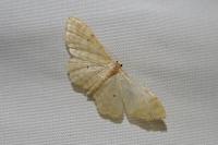 Idaea fuscovenosa