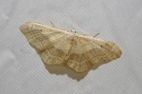 Idaea aversata