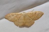 Idaea rubraria