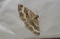 Epirrhoe alternata