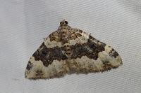 Epirrhoe galiata