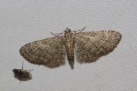 Eupithecia haworthiata