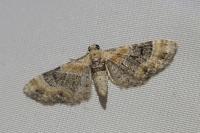 Eupithecia linariata