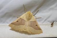 Crocallis elinguaria