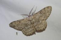 Hypomecis punctinalis