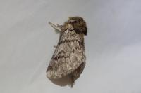 Thaumetopoea pityocampa