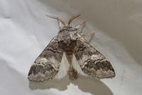 Drymonia querna