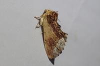 Ptilodon cucullina