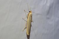 Manulea complana