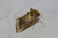 Diachrysia chrysitis
