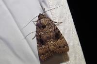 Amphipyra pyramidea