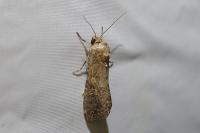 Spodoptera exigua