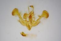 Mesapamea secalis