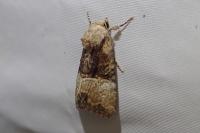 Mesoligia furuncula