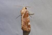 Cosmia diffinis
