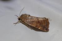 Cosmia affinis