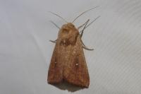 Mythimna albipuncta