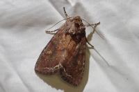Lacanobia oleracea