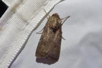 Agrotis segetum