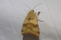 Heliothis viriplaca