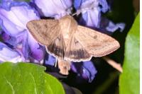 Helicoverpa armigera