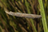 Coleophora calycotomella